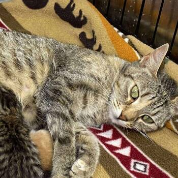 Rescue Domestic Short Hair Cats for Adoption in Hannibal, Missouri - Rosie | PetCurious