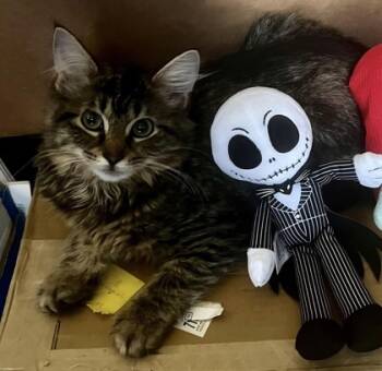 Rescue Domestic Medium Hair and Domestic Short Hair Cats for Adoption in Fort Worth, Texas - Meeko | PetCurious