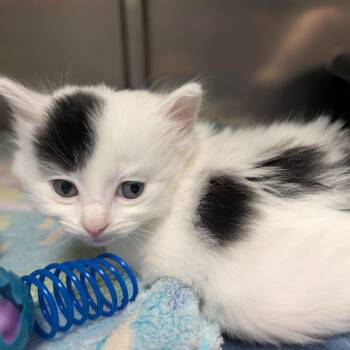 Athena -  Domestic Short Hair Cat Available for Adoption in Titusville, Florida - Athena | PetCurious