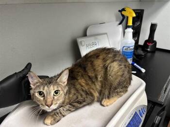 LAVENDER -  Domestic Short Hair Cat for Adoption in Antioch, California - LAVENDER | PetCurious