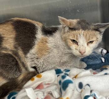 Domestic Short Hair Cats Available for Adoption in Hartsville, South Carolina - Haven | PetCurious