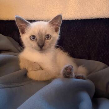 Bella -  Siamese and Domestic Short Hair Cat for Adoption in Alma, Wisconsin - Bella | PetCurious