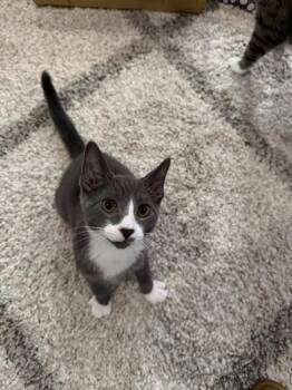 Teddy -  Domestic Short Hair Cat for Adoption in Richmond, Virginia - Teddy | PetCurious