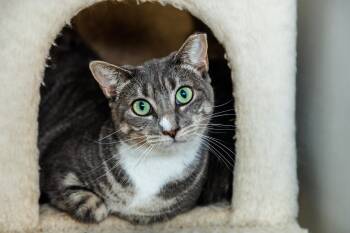 Minnie -  Domestic Short Hair Cat for Adoption in Chester Springs, Pennsylvania - Minnie | PetCurious