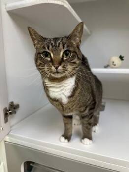 Macchiato -  Domestic Short Hair Cat for Adoption in Traverse City, Michigan - Macchiato | PetCurious