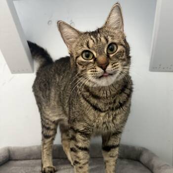 Kitty -  Domestic Short Hair Cat for Adoption in Mission, British Columbia - Kitty | PetCurious