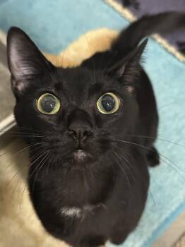 Domestic Short Hair Cats Available for Adoption - Oreo | PetCurious