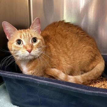 Turtle -  Domestic Short Hair Cat for Adoption in Warrensburg, Missouri - Turtle | PetCurious