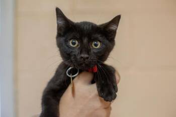 Mowgli -  Domestic Short Hair Cat for Adoption in Mountain Home, Arkansas - Mowgli | PetCurious