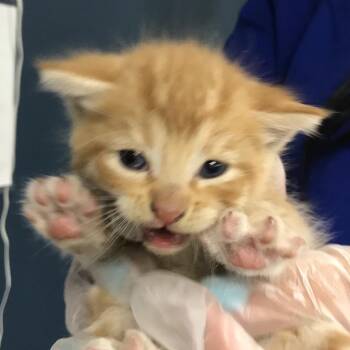 Scorpion -  Domestic Short Hair Cat for Adoption in Newark, New Jersey - Scorpion | PetCurious