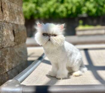 AMBROSIA -  Persian Cat for Adoption in Valparaiso, Indiana - AMBROSIA | PetCurious