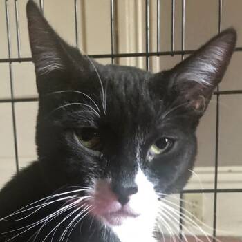 Rescue Domestic Short Hair Cats for Adoption in Redlands, California - Frick | PetCurious