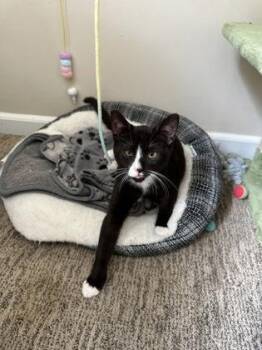 Milk -  Domestic Short Hair Cat for Adoption in Atlanta, Georgia - Milk | PetCurious