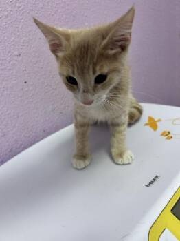 Xander -  Domestic Medium Hair Cat for Adoption in El Paso, Texas - Xander | PetCurious