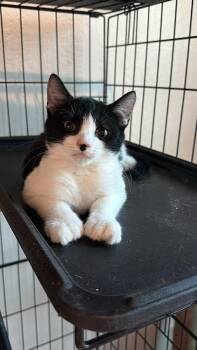 Tootsie -  Tuxedo Cat for Adoption in Oakley, California - Tootsie | PetCurious
