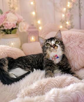 Ariel -  Domestic Medium Hair and Maine Coon Cat for Adoption in Tavares, Florida - Ariel | PetCurious
