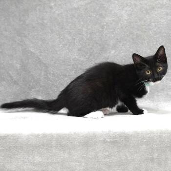 Domestic Short Hair Cats Available for Adoption - Giselle (Teal) | PetCurious