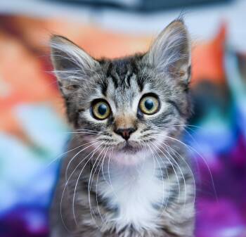 Sir Crumpet -  Domestic Medium Hair and Tabby Cat for Adoption in Chattanooga, Tennessee - Sir Crumpet | PetCurious