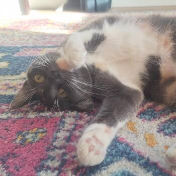 Lilo -  Domestic Short Hair Cat for Adoption in Murray, Utah - Lilo | PetCurious