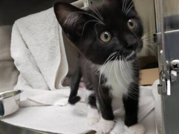 TEMMIE -  Domestic Short Hair Cat for Adoption in Omaha, Nebraska - TEMMIE | PetCurious