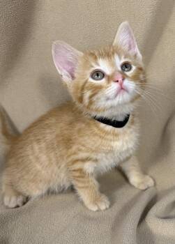 Biscotti -  Domestic Short Hair Cat for Adoption in Minneapolis, Minnesota - Biscotti | PetCurious