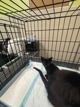 Roblox -  Domestic Short Hair Cat for Adoption in New Orleans, Louisiana - Roblox | PetCurious
