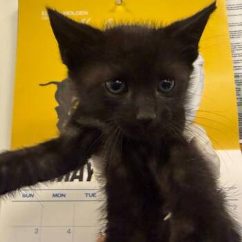 Remy -  Domestic Short Hair Cat for Adoption in Spokane, Washington - Remy | PetCurious
