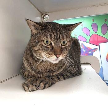 Puddin -  Domestic Short Hair Cat for Adoption in Cheyenne, Wyoming - Puddin | PetCurious