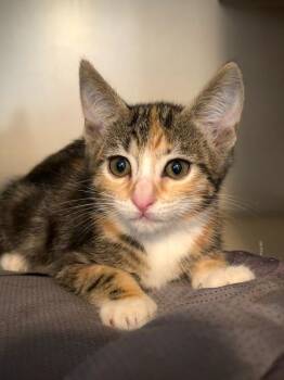Feyre -  Domestic Short Hair Cat for Adoption in Los Angeles, California - Feyre | PetCurious