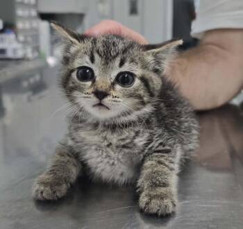 Billie Jo -  Domestic Short Hair Cat for Adoption in Hillsdale, Indiana - Billie Jo | PetCurious