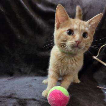 He -  Domestic Short Hair Cat for Adoption in Baytown, Texas - He | PetCurious