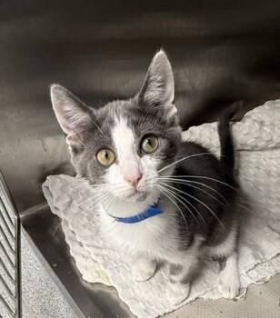 Raspberry -  Domestic Short Hair Cat for Adoption in Atlanta, Georgia - Raspberry | PetCurious