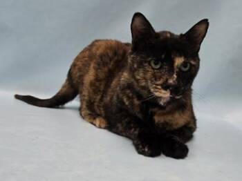 Ella -  Domestic Short Hair Cat for Adoption in Minneapolis, Minnesota - Ella | PetCurious