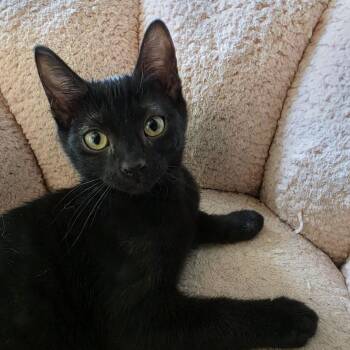 Selena -  Domestic Short Hair Cat for Adoption in Sandy Springs, Georgia - Selena | PetCurious