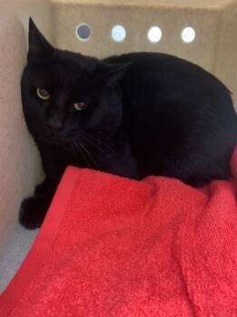 Rescue Domestic Short Hair Cats for Adoption in Westminster, Maryland - FANG | PetCurious