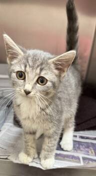 Rescue Domestic Short Hair Cats for Adoption in Wilkesboro, North Carolina - Pawdini | PetCurious