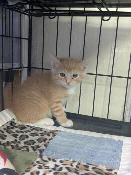 Helena -  Domestic Short Hair Cat for Adoption in Yuma, Arizona - Helena | PetCurious