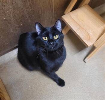 Rescue Domestic Short Hair Cats for Adoption in St. Peters, Missouri - NALA | PetCurious