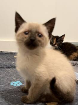 Siamese and Domestic Short Hair Cats Available for Adoption in Sanford, North Carolina - Effie | PetCurious