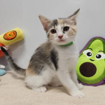 Salsa -  Domestic Short Hair Cat for Adoption in Fort Wayne, Indiana - Salsa | PetCurious