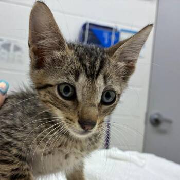 Luxer -  Domestic Short Hair Cat for Adoption in Corpus Christi, Texas - Luxer | PetCurious