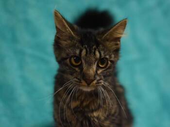 Brycie -  Domestic Medium Hair Cat for Adoption in Portland, Oregon - Brycie | PetCurious