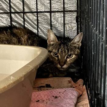 Retail -  Domestic Short Hair Cat for Adoption in Stephenville, Texas - Retail | PetCurious