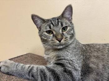 Ron Weasley -  Tabby Cat Available for Adoption in Chicago, Illinois - Ron Weasley | PetCurious