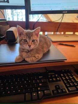 Madeleine & Bismarck -  Tortoiseshell and Domestic Short Hair Cat for Adoption in Portland, Maine - Madeleine & Bismarck | PetCurious