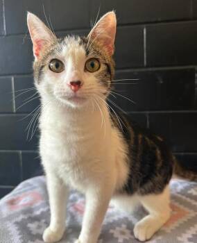 Wiimote -  Domestic Short Hair Cat Available for Adoption in Effingham, Illinois - Wiimote | PetCurious