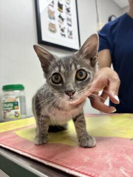 Paprika -  Domestic Short Hair Cat for Adoption in Marietta, Georgia - Paprika | PetCurious