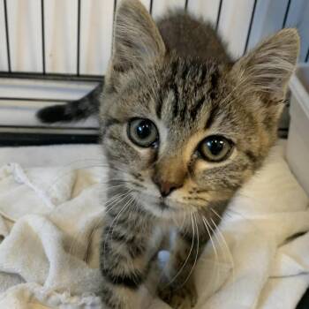 Domestic Short Hair Cats Available for Adoption in Cleveland, Mississippi - Daisy Mae | PetCurious