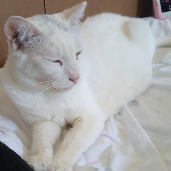 Snowflake -  Domestic Short Hair Cat for Adoption in Los Angeles, California - Snowflake | PetCurious