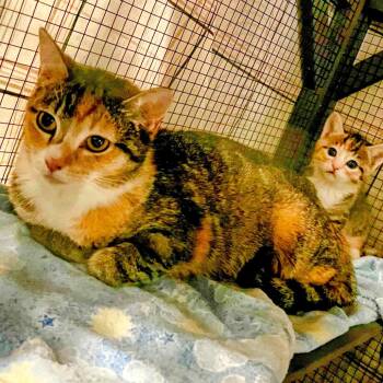Domestic Short Hair Cats Available for Adoption - Mango | PetCurious